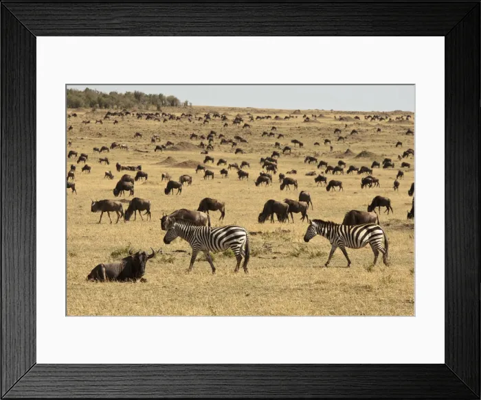 Framed Print : DDE-90020188 Framed Print : DDE-90020188