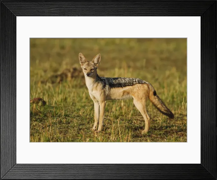 Framed Print : DDE-90020189 Framed Print : DDE-90020189