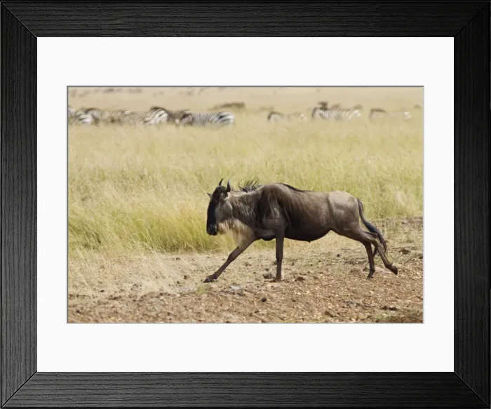 Framed Print : DDE-90020191 Framed Print : DDE-90020191