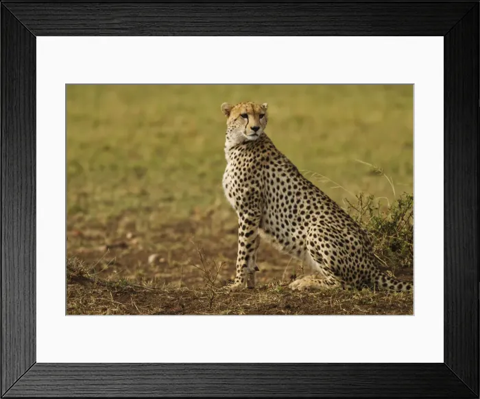 Framed Print : DDE-90020192 Framed Print : DDE-90020192