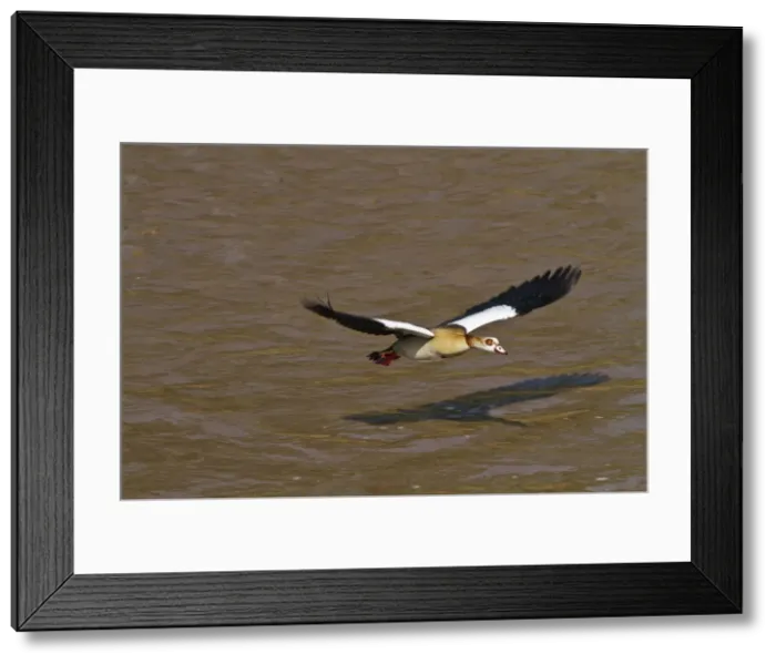 Framed Print : DDE-90020193 Framed Print : DDE-90020193