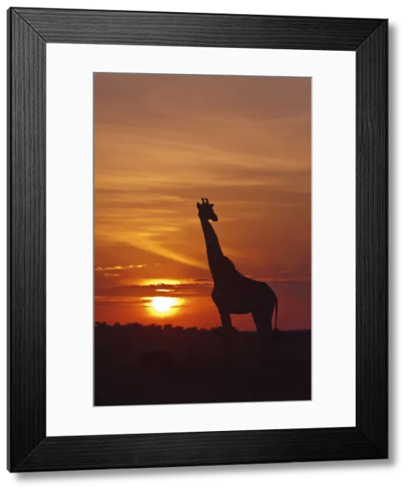Framed Print : DDE-90020195