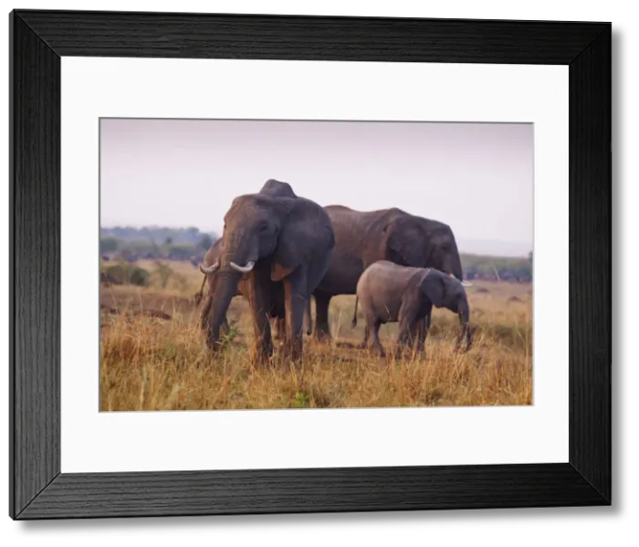 Framed Print : DDE-90020194 Framed Print : DDE-90020194
