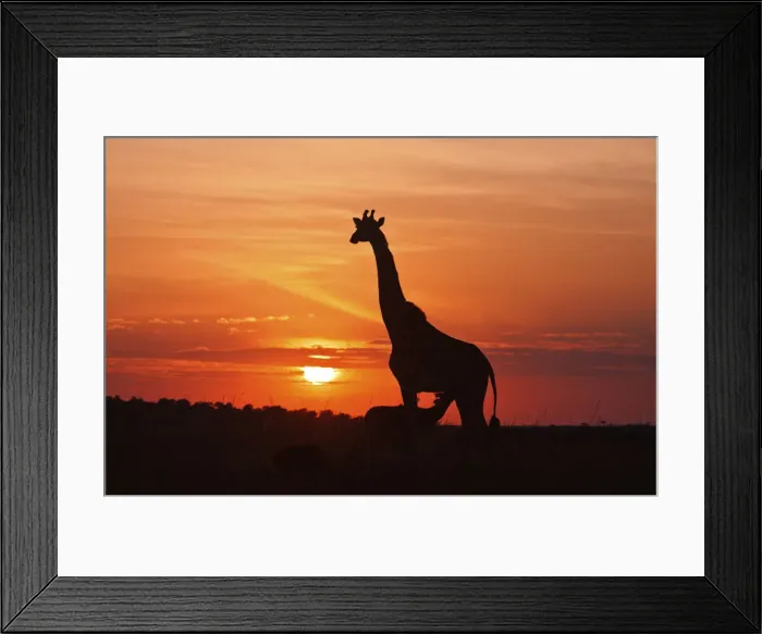 Framed Print : DDE-90020196 Framed Print : DDE-90020196