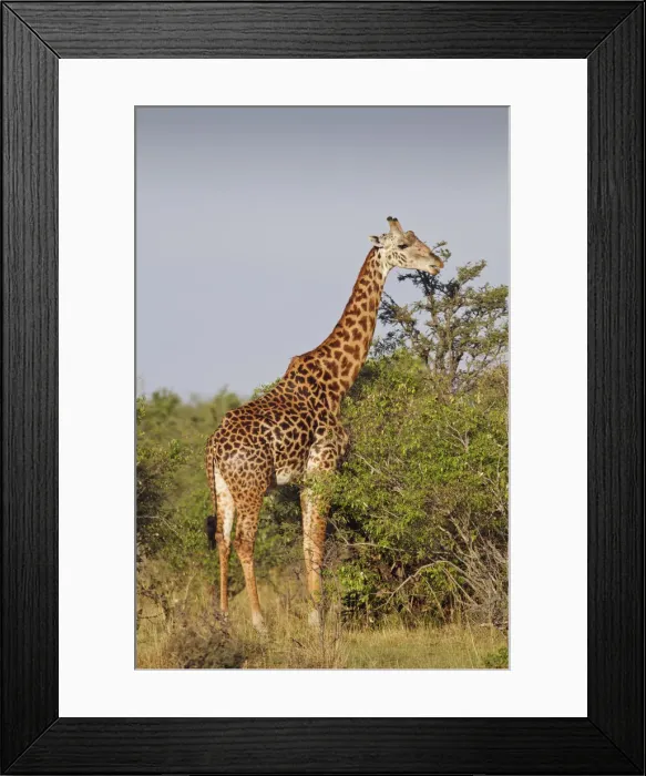 Framed Print : DDE-90020197 Framed Print : DDE-90020197