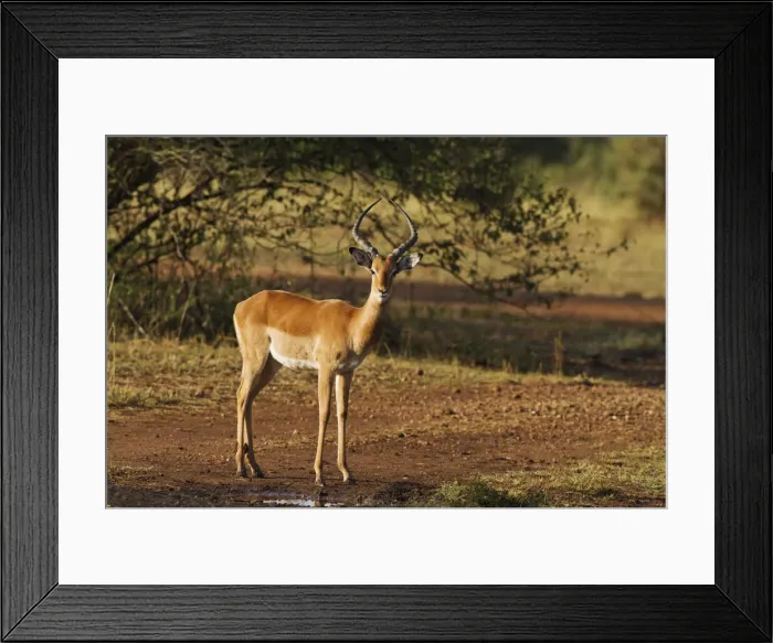 Framed Print : DDE-90020199 Framed Print : DDE-90020199