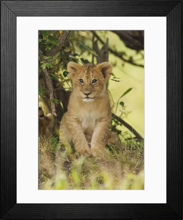 Framed Print : DDE-90020200 Framed Print : DDE-90020200