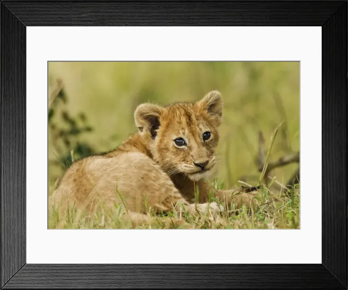 Framed Print : DDE-90020201 Framed Print : DDE-90020201