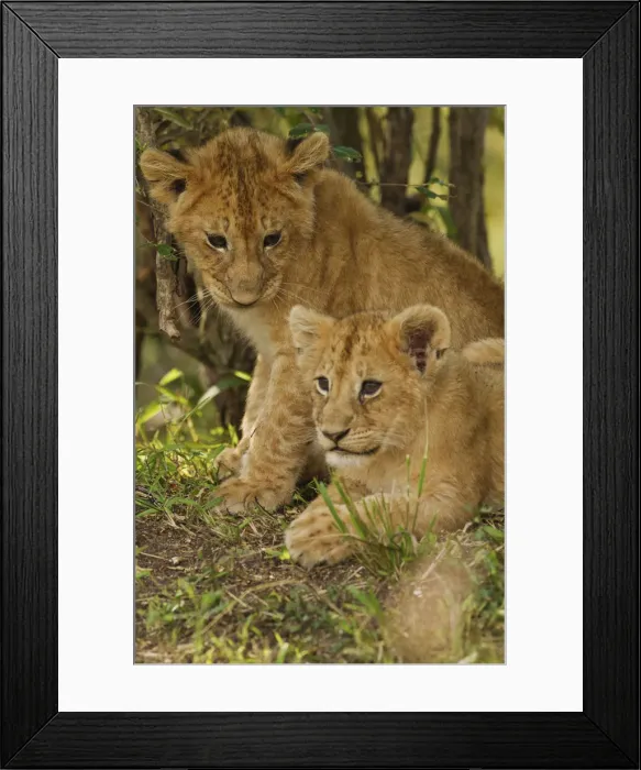 Framed Print : DDE-90020202 Framed Print : DDE-90020202