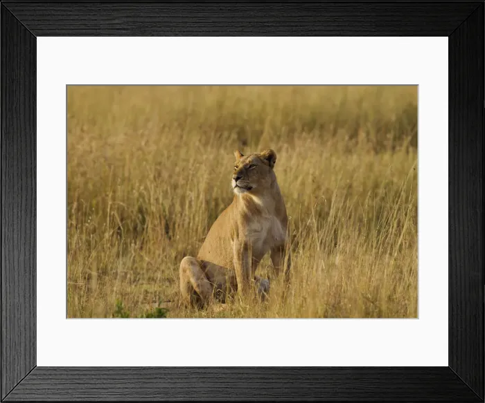 Framed Print : DDE-90020203 Framed Print : DDE-90020203