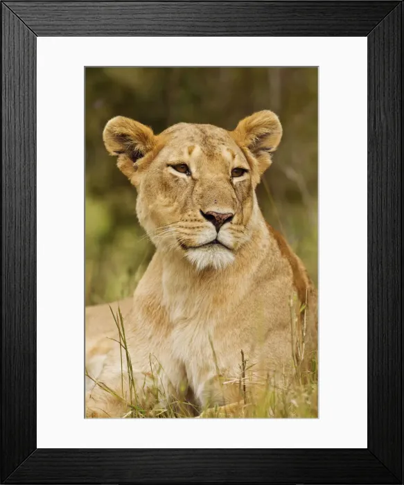 Framed Print : DDE-90020204 Framed Print : DDE-90020204