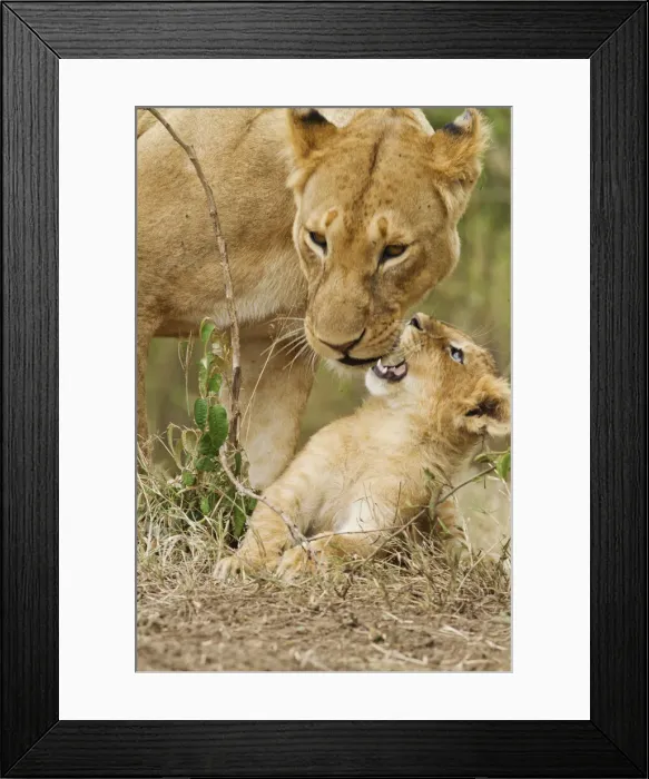 Framed Print : DDE-90020205 Framed Print : DDE-90020205