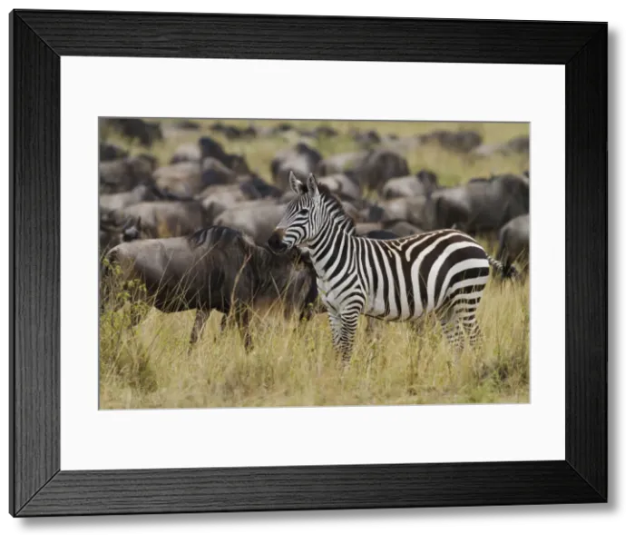 Framed Print : DDE-90020210 Framed Print : DDE-90020210