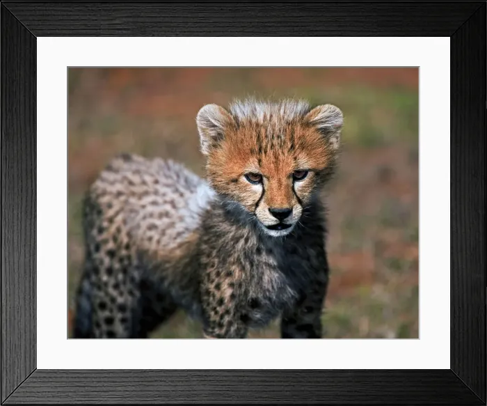 Framed Print : DDE-90020213 Framed Print : DDE-90020213