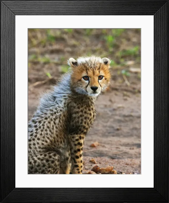 Framed Print : DDE-90020214 Framed Print : DDE-90020214