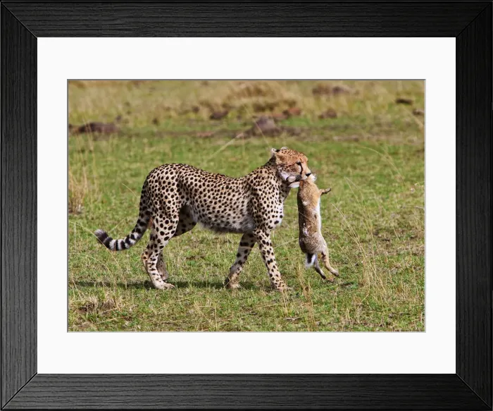 Framed Print : DDE-90020215 Framed Print : DDE-90020215