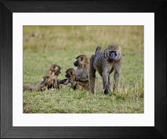 Framed Print : DDE-90020216 Framed Print : DDE-90020216