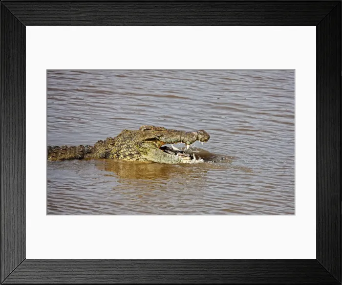 Framed Print : DDE-90020217 Framed Print : DDE-90020217