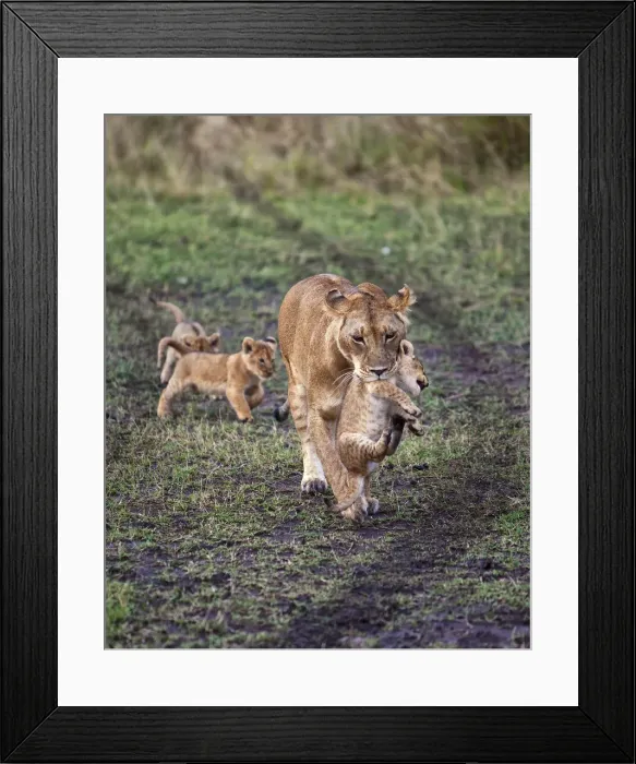 Framed Print : DDE-90020218 Framed Print : DDE-90020218