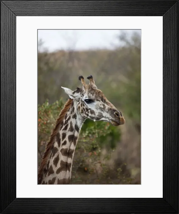 Framed Print : DDE-90020220 Framed Print : DDE-90020220