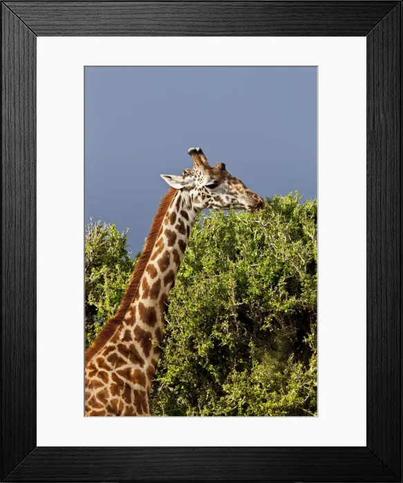Framed Print : DDE-90020221 Framed Print : DDE-90020221