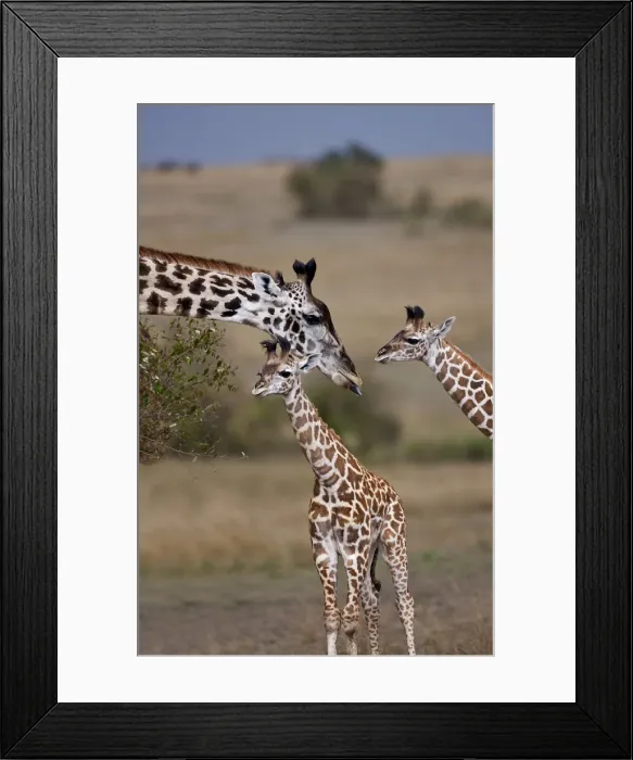 Framed Print : DDE-90020222 Framed Print : DDE-90020222