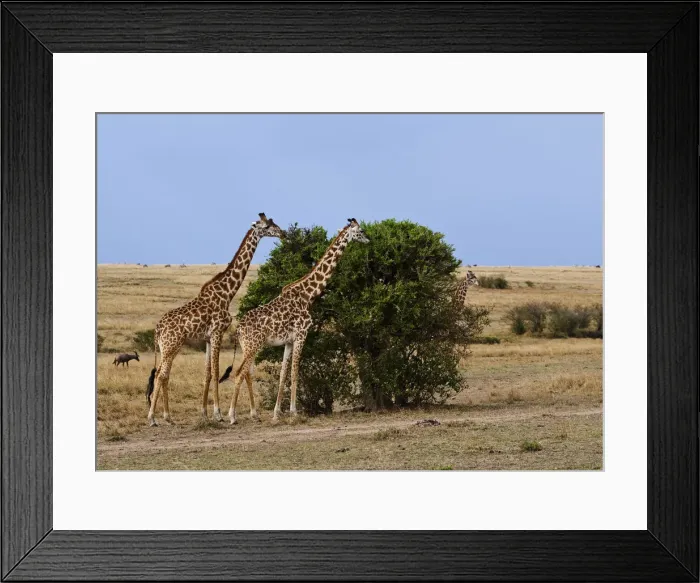 Framed Print : DDE-90020223