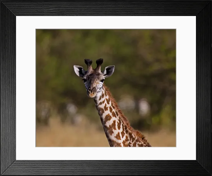 Framed Print : DDE-90020224 Framed Print : DDE-90020224