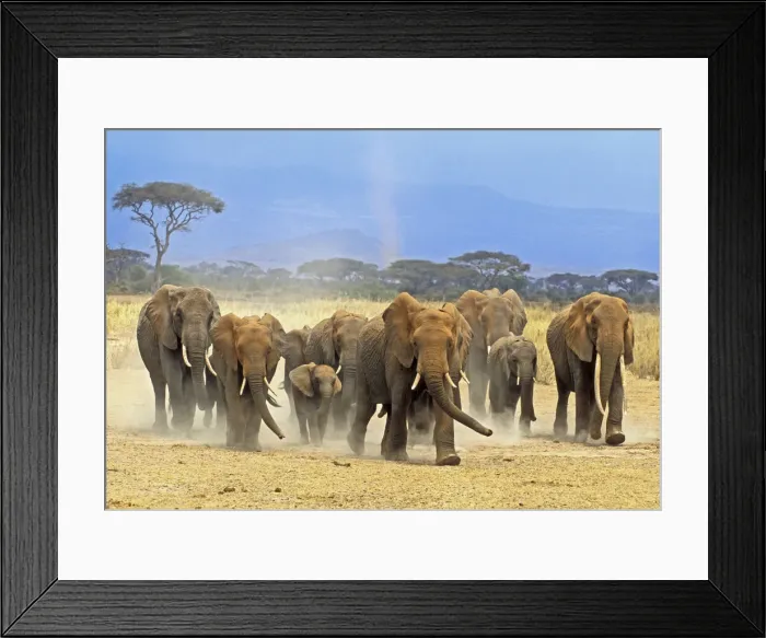 Framed Print : DDE-90020231 Framed Print : DDE-90020231