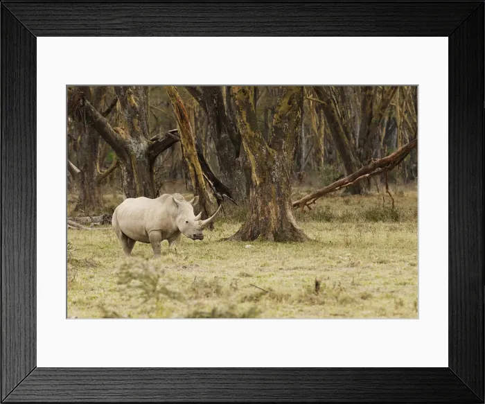 Framed Print : DDE-90020233 Framed Print : DDE-90020233