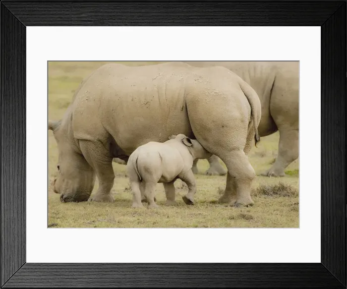 Framed Print : DDE-90020232 Framed Print : DDE-90020232