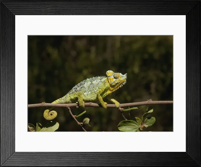 Framed Print : DDE-90020234 Framed Print : DDE-90020234