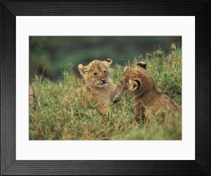 Framed Print : DDE-90020236 Framed Print : DDE-90020236