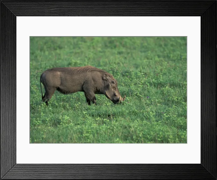 Framed Print : DDE-90020237 Framed Print : DDE-90020237