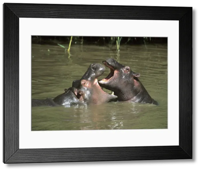 Framed Print : DDE-90020239