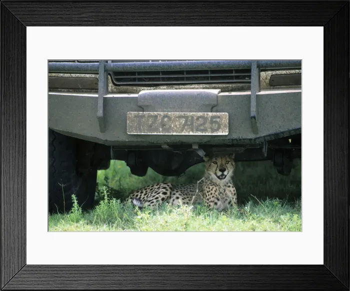 Framed Print : DDE-90020240 Framed Print : DDE-90020240