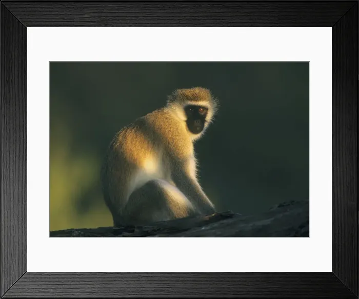 Framed Print : DDE-90020241 Framed Print : DDE-90020241