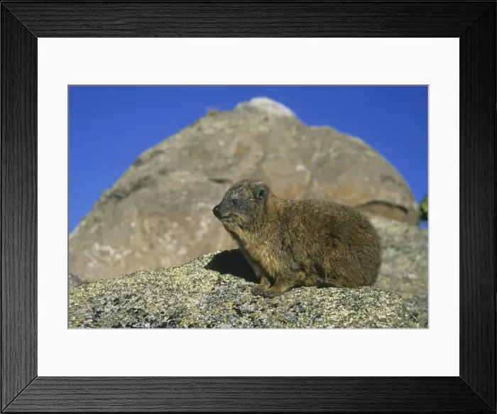 Framed Print : DDE-90020242 Framed Print : DDE-90020242