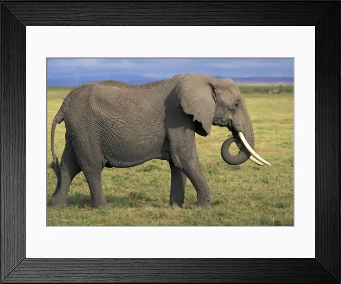 Framed Print : DDE-90020238