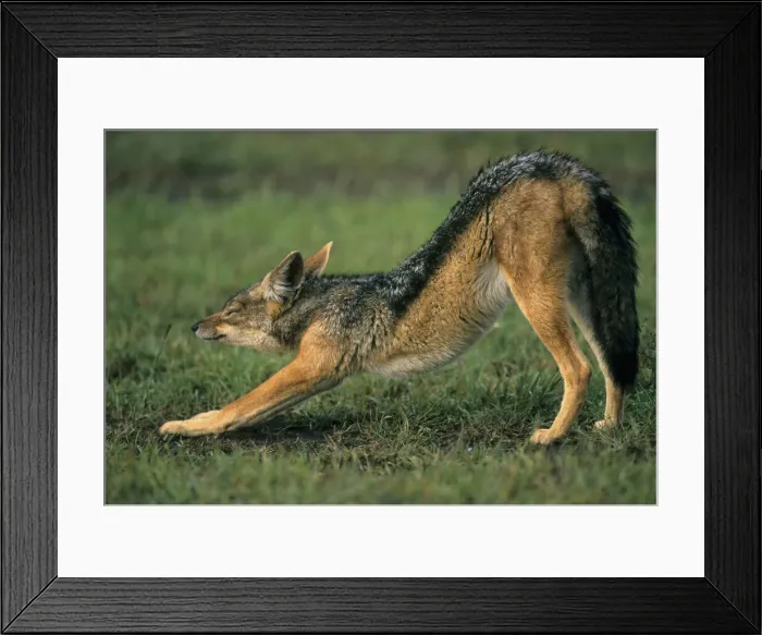 Framed Print : DDE-90020244 Framed Print : DDE-90020244