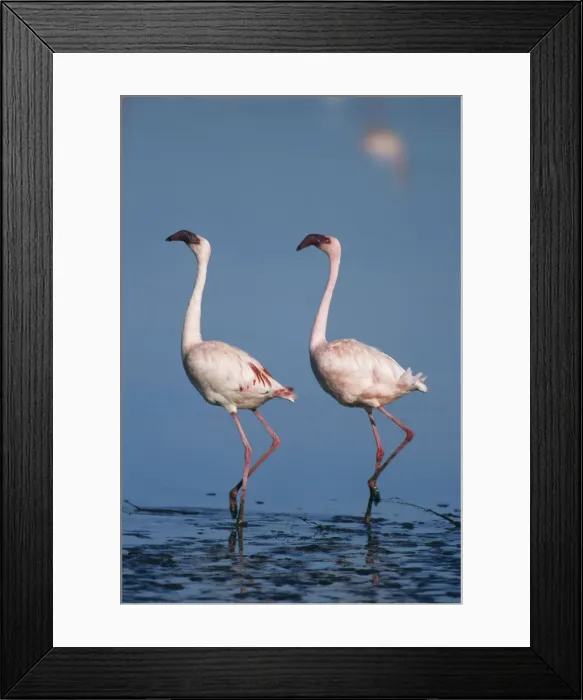 Framed Print : DDE-90020245 Framed Print : DDE-90020245