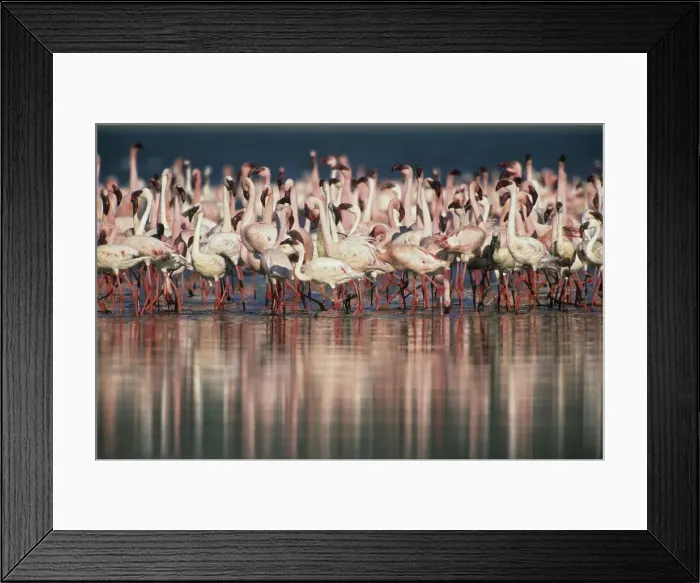 Framed Print : DDE-90020246 Framed Print : DDE-90020246