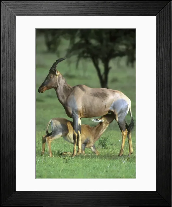 Framed Print : DDE-90020243 Framed Print : DDE-90020243
