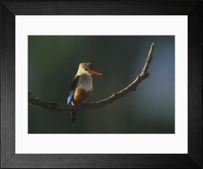Framed Print : DDE-90020248 Framed Print : DDE-90020248