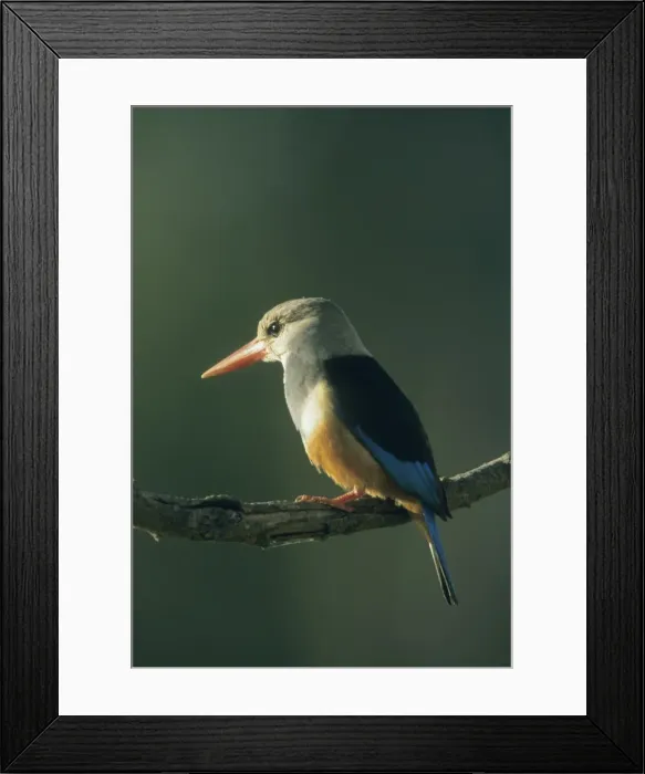 Framed Print : DDE-90020249 Framed Print : DDE-90020249