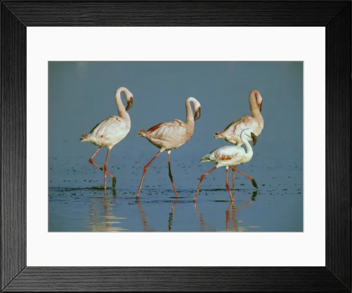Framed Print : DDE-90020247 Framed Print : DDE-90020247