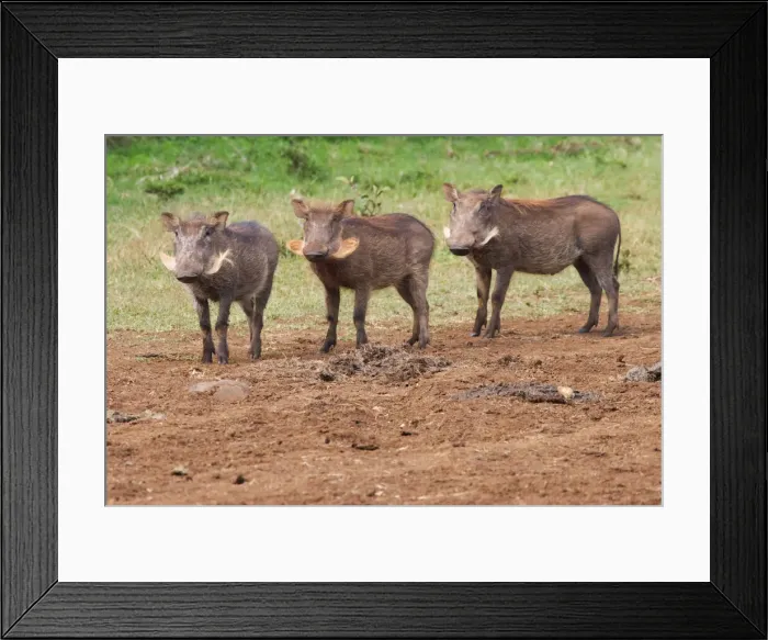 Framed Print : DDE-90020251 Framed Print : DDE-90020251