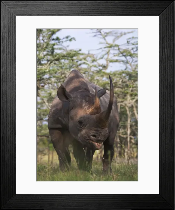Framed Print : DDE-90020253 Framed Print : DDE-90020253