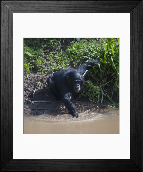Framed Print : DDE-90020254 Framed Print : DDE-90020254