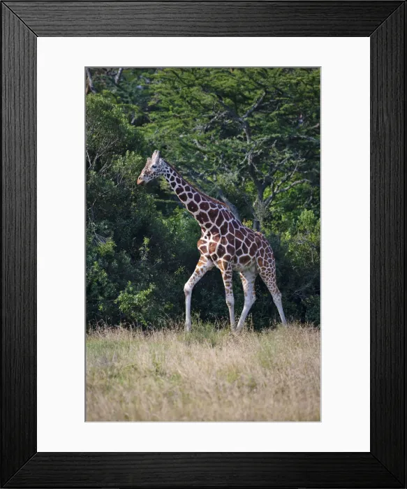 Framed Print : DDE-90020255